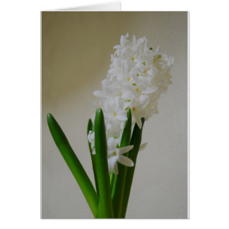 白いHyacinth.