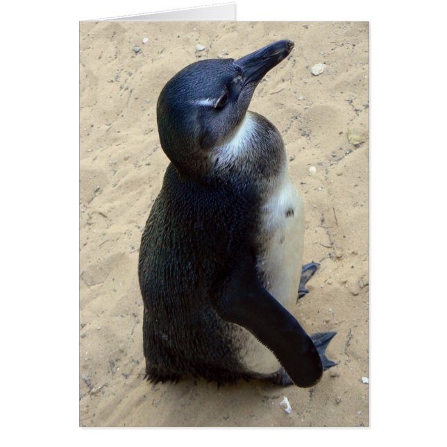 白いpenquin (正面)