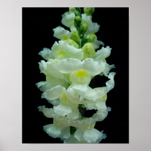 白いSnapdragon ポスター