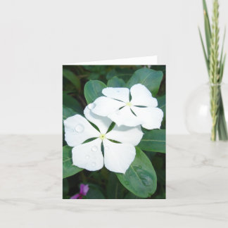 白いv2の結露 カード