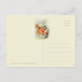 『白うさぎヘラルド・ジョン・テニエルCC1125フェアリータレ』 ポストカード (裏面)