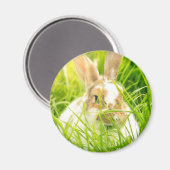 白うさぎ3 マグネット (正面/裏面)