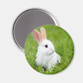 白うさぎ マグネット (正面/裏面)