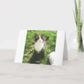 白おもしろい黒猫写真カー空白のド カード (裏面)