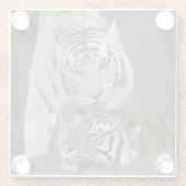 白およびブラウンのトラの休息 ガラスコースター (裏面)