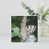 白および黒によって飛ぶ蝶招待状 招待状 (スタンド正面)