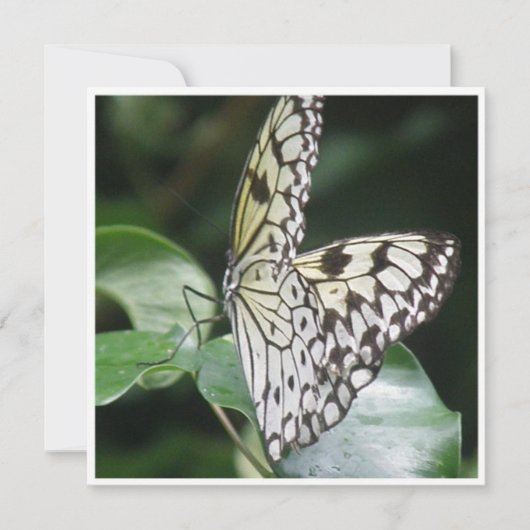 白および黒によって飛ぶ蝶招待状 招待状 (正面)