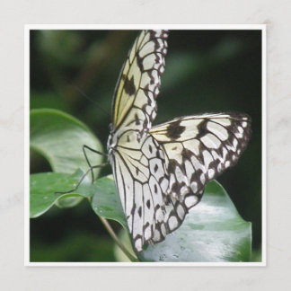 白および黒によって飛ぶ蝶招待状 招待状