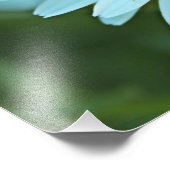 白かわいらしデイジー花写真。 フォトプリント            (角)