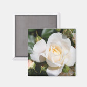 白かわいらしバラの花。フローラ写真芸術。 マグネット (正面/裏面)