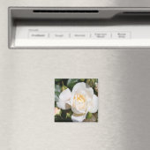 白かわいらしバラの花。フローラ写真芸術。 マグネット (インサイチュ (食洗機))