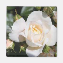 白かわいらしバラの花。フローラ写真芸術。 マグネット