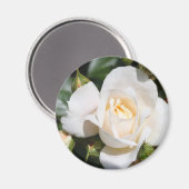 白かわいらしバラの花。フローラ写真芸術。 マグネット (正面/裏面)