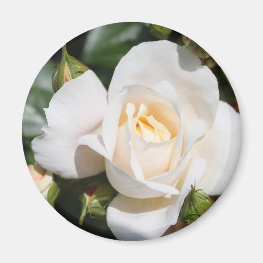 白かわいらしバラの花。フローラ写真芸術。 マグネット (正面)