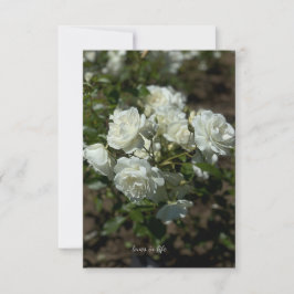 白かわいらしバラ ノートカード