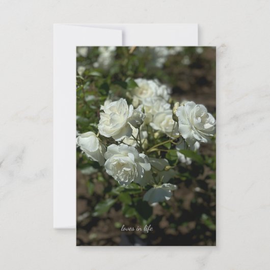 白かわいらしバラ ノートカード (正面)