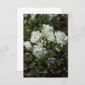 白かわいらしバラ ノートカード (正面/裏面)