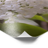 白かわいらしライラック写真 フォトプリント            (角)