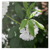 白かわいらし山ローレル星形の花 タイル (正面)