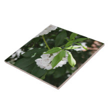 白かわいらし山ローレル星形の花