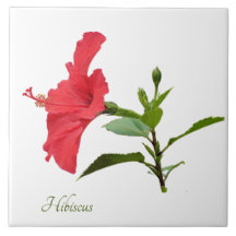 白かわいらし色の赤いハイビスカス