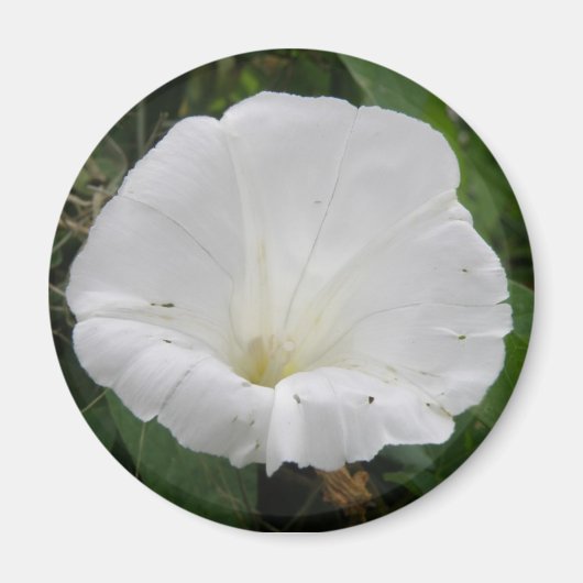 白かわいらし色葛花磁石 マグネット (正面)