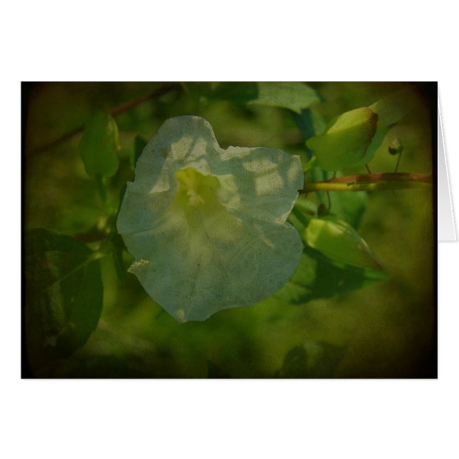 白かわいらし花 (正面横)