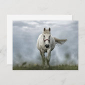 白かわいらし馬雲写真 ポストカード (正面/裏面)