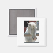 白かわいらし馬 マグネット (正面/裏面)