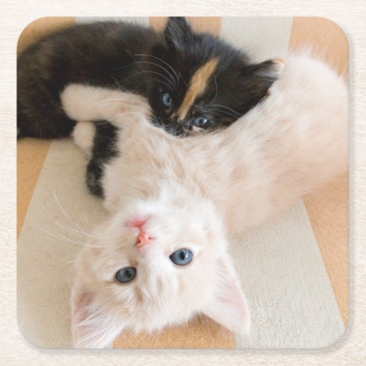 白くおよび黒い子ネコ スクエアペーパーコースター (正面)