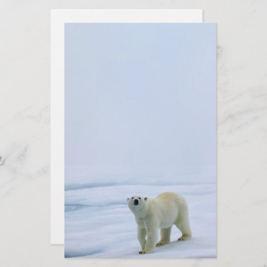 白くまの文房具 便箋 (正面/裏面)