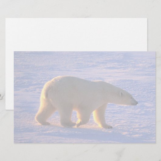 白くまの曉 便箋 (正面/裏面)