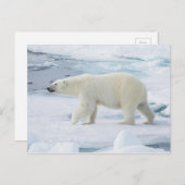 白くまの歩く、ノルウェー ポストカード (正面/裏面)