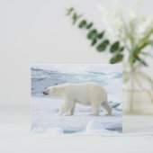 白くまの歩く、ノルウェー ポストカード (スタンド正面)