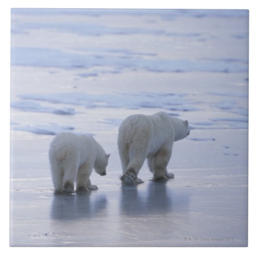 白くまの母およびカブス タイル (正面)