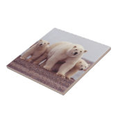 白くまの母およびカブス タイル (側面)