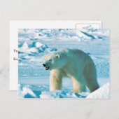 白くま ポストカード (正面/裏面)