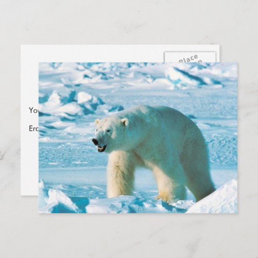 白くま ポストカード (正面/裏面)