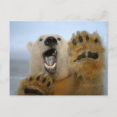 白くま、Ursusのmaritimusは2を、不思議そうに見ます ポストカード (正面)