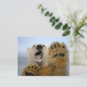 白くま、Ursusのmaritimusは2を、不思議そうに見ます ポストカード (スタンド正面)