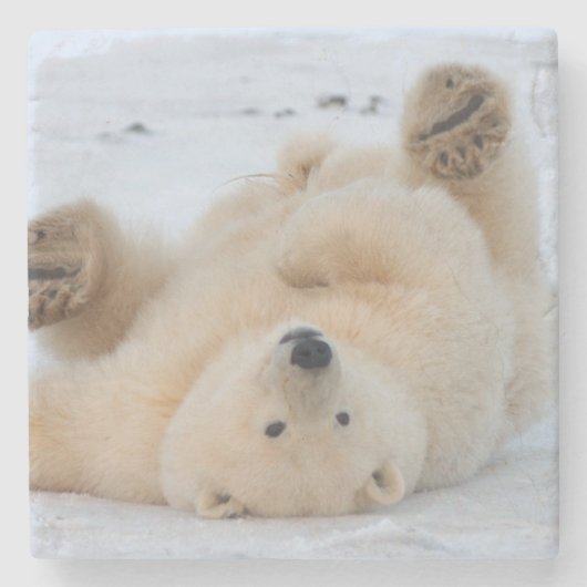 白くま、Ursusのmaritimus、3つを転がっている幼いこども ストーンコースター (正面)