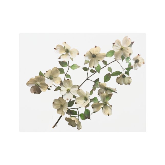 白く咲くハナミズキ メタルプリント (正面)