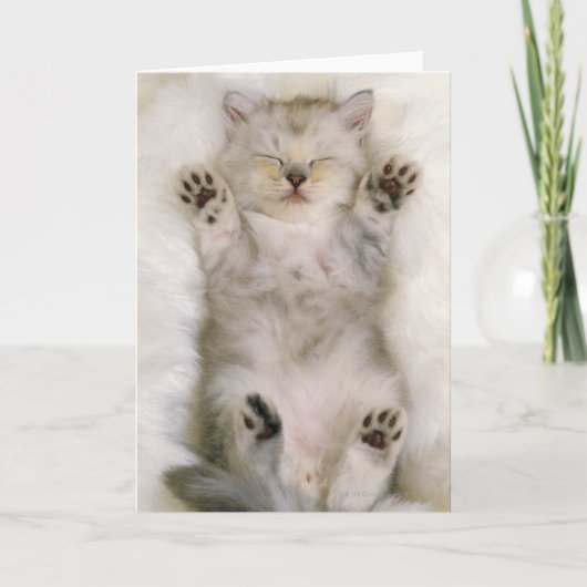白く柔らかいカーペットで眠っている子ネコ高く カード (正面)