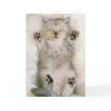 白く柔らかいカーペットで眠っている子ネコ高く