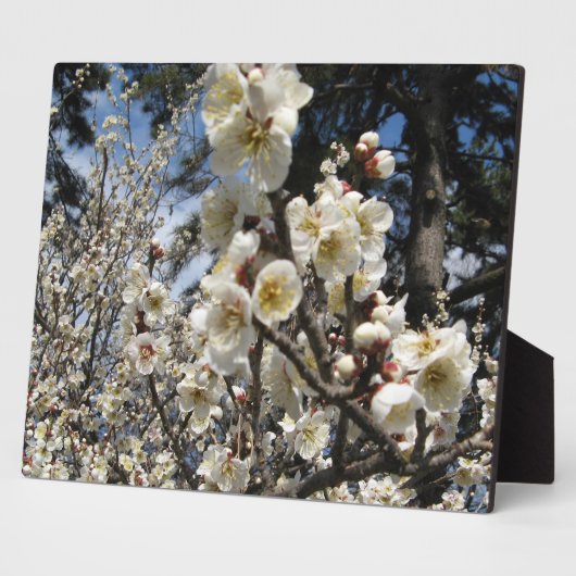 白さくらんぼの花/桜/ サクラ(桜) フォトプラーク (側面)