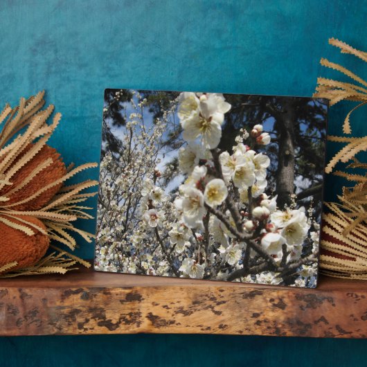 白さくらんぼの花/桜/ サクラ(桜) フォトプラーク (側面)