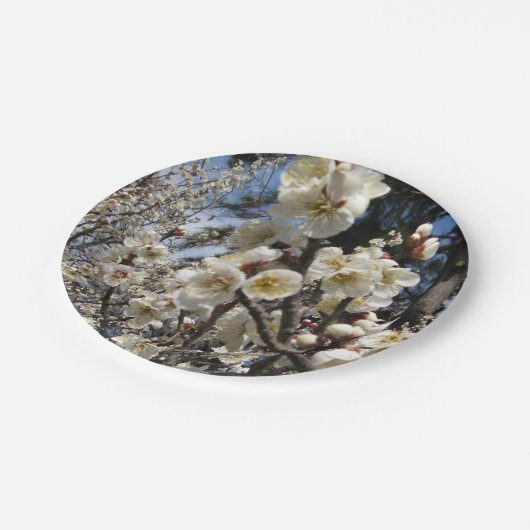 白さくらんぼの花/桜/ サクラ(桜) ペーパープレート (アングル)