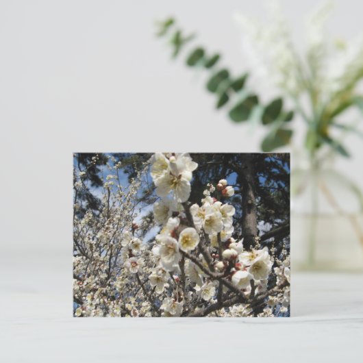 白さくらんぼの花/桜/ サクラ(桜) ポストカード (スタンド正面)