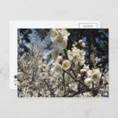 白さくらんぼの花/桜/ サクラ(桜) ポストカード (正面/裏面)