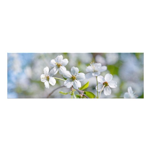 白さくらんぼ花 フォトプリント            (正面)